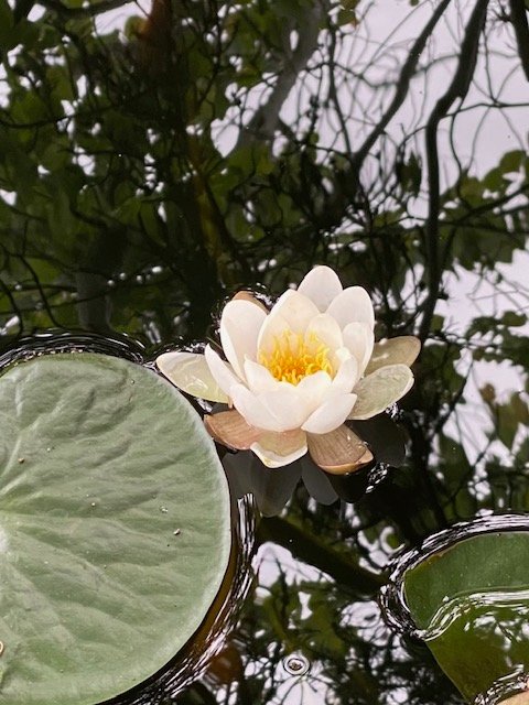 West Seattle Blog… | First Admiral Music in the Parks concert and more for your West Seattle Thursday