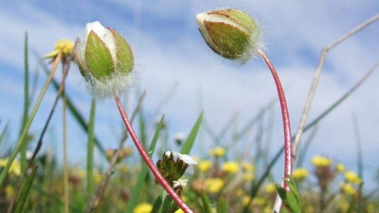Federal judge blocks California mixed-use project over threats to flower, other species