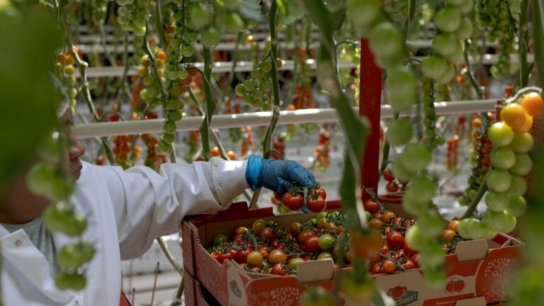 Tomato prices could increase as US deal with Mexico nears deadline