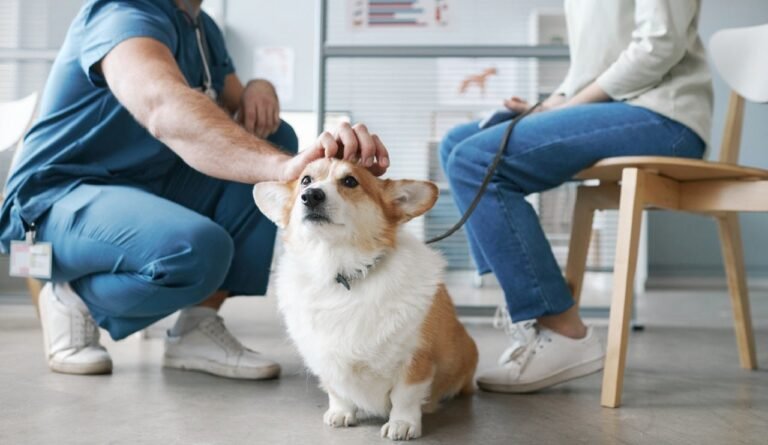 Long-lasting flea and tick treatment gets FDA approval for dogs