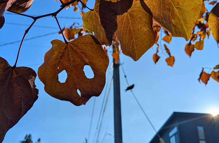 Slog AM: Big Tech Has a Secret Code With Israel, Trump Takes Another Swipe at Trans Healthcare, Issaquah Is Sick of ICE