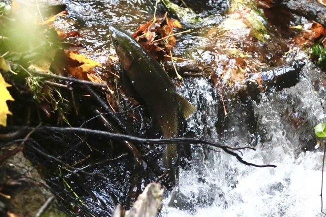 West Seattle Blog… | SEEING SALMON: More Longfellow Creek sightings