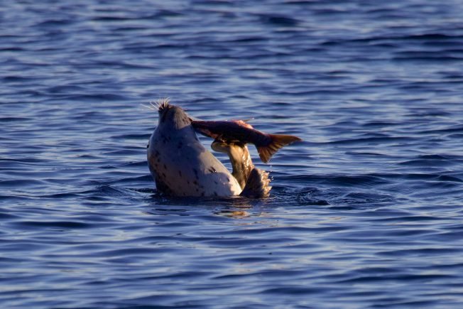 West Seattle Blog… | Here’s your list of possibilities for our West Seattle Tuesday!