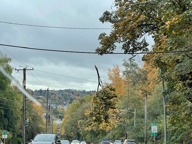 West Seattle Blog… | WINDSTORM AFTERMATH: Tree trouble persists