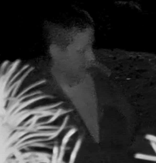 West Seattle Blog… | WEST SEATTLE CRIME WATCH: Halloween display trashed, burned