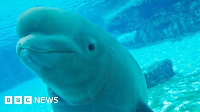 Canadian amusement park threatens to euthanise 30 beluga whales