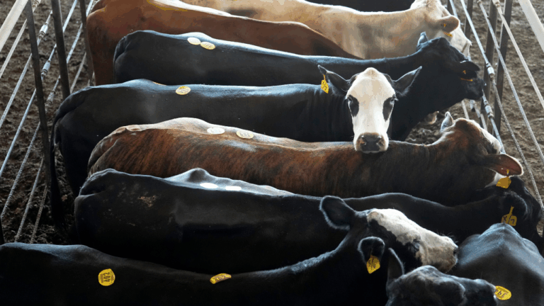Ag secretary says US considering beef imports from Argentina to lower prices