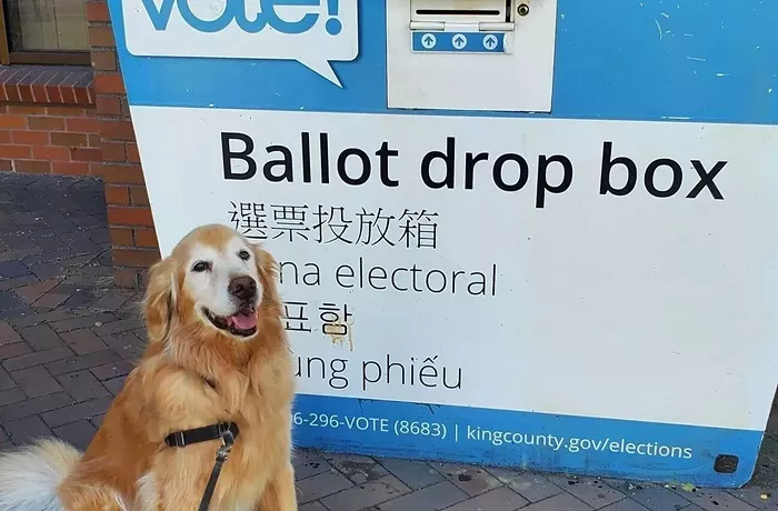 An Idiot-Proof Guide to Mailing in Your Ballot, Registering to Vote, and Changing Your Address