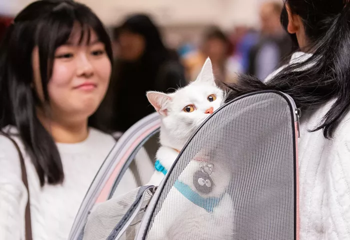 Stranger Suggests: A Convention for Cats, an Intimate Evening with a Pop Culture Icon, and the Shrew We Deserve